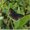 aricia agestis imago1 don